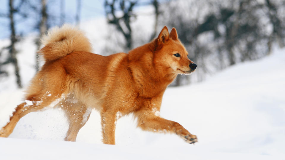 Finnish spitz