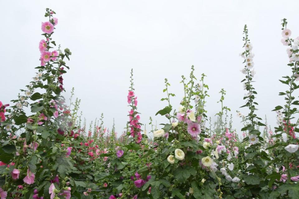 員林市南區公園旁蜀葵花田百花綻放，花期一個月，民眾可免費入園欣賞。（記者曾厚銘攝）