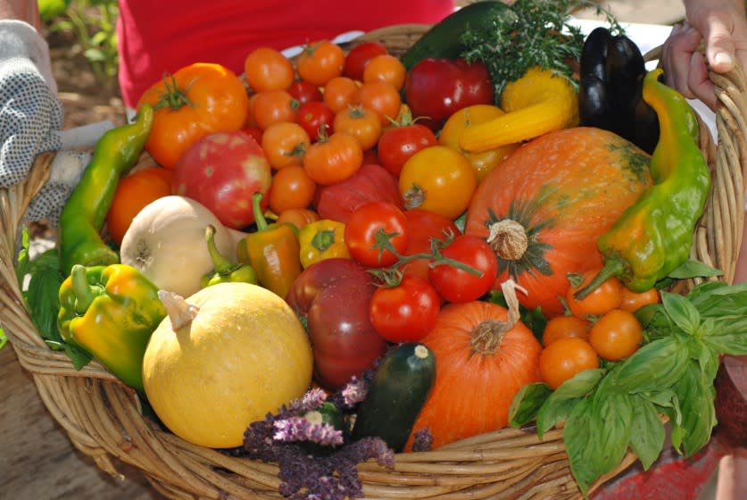 The best time to harvest is as early in the day as possible, especially if you don't plan to eat what you pick right away. This is because as soon as the sun rises, the inner or pulp temperature begins to rise. Harvesting during the coolest part of the day extends the freshness and shelf life of produce.