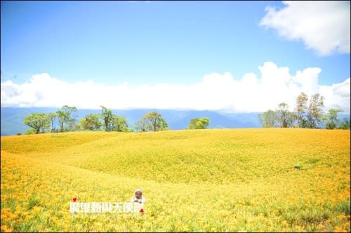 《2014花東金針花季》花蓮富里六十石山、台灣小瑞士觀景台、玉里赤科山金針花海、汪家古厝曬金針、金針花合菜、會走路的郵局(2014/08/28花況)