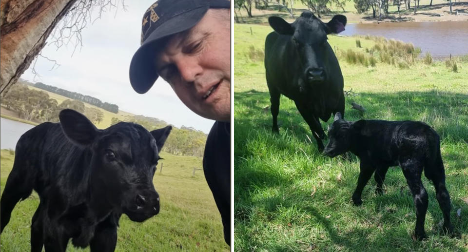 Lucky Ducky the calf and Bryan Littlely on his South Australian property. 