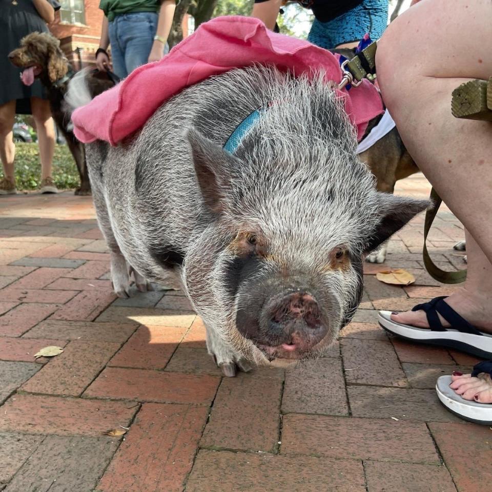 What started as a pet parade grew over the years into an organized trick-or-treat event with dogs and humans (and pigs) dressed up going from business to business and stopping at booths in Savannah’s historic squares.