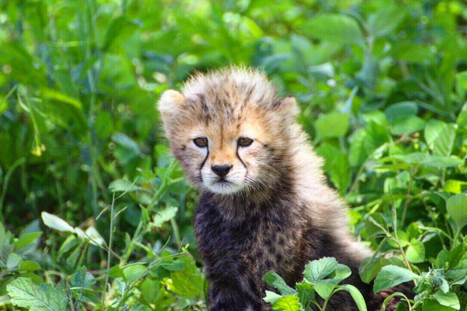 Tiny cheetah