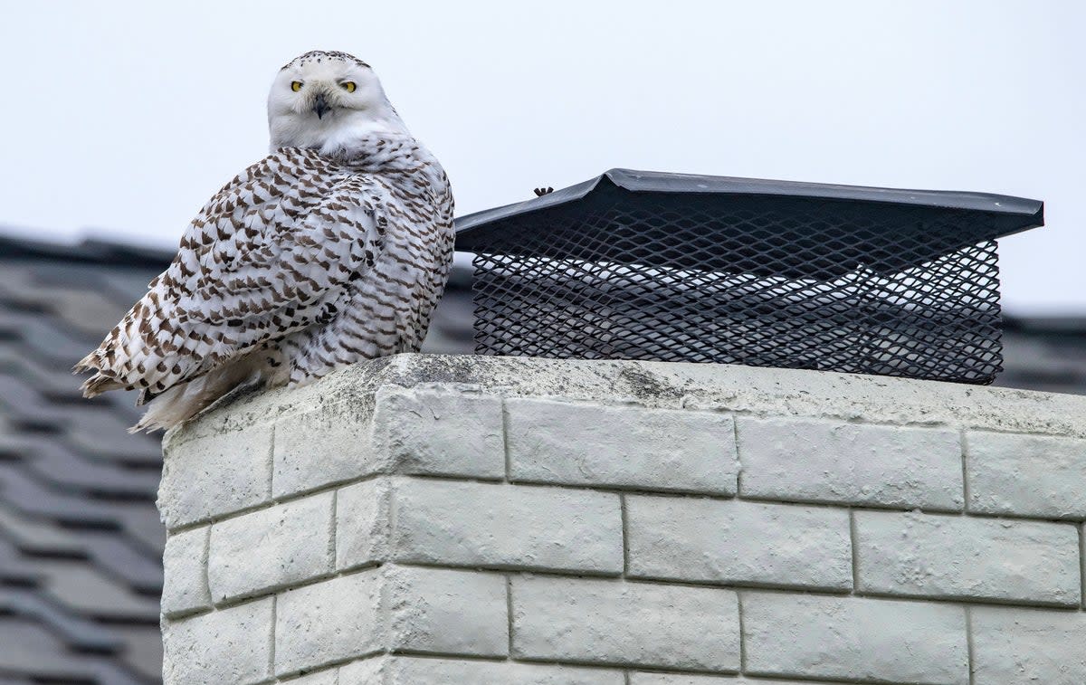 A snowy owl perches on the top of a chimney of a home in Cypress, California (AP)