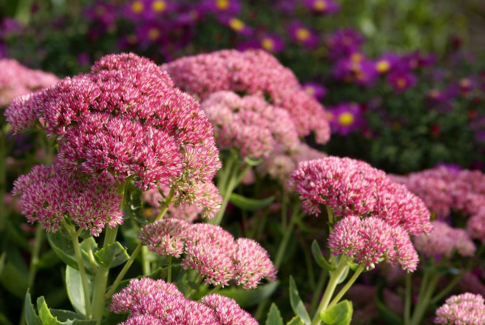 border plants