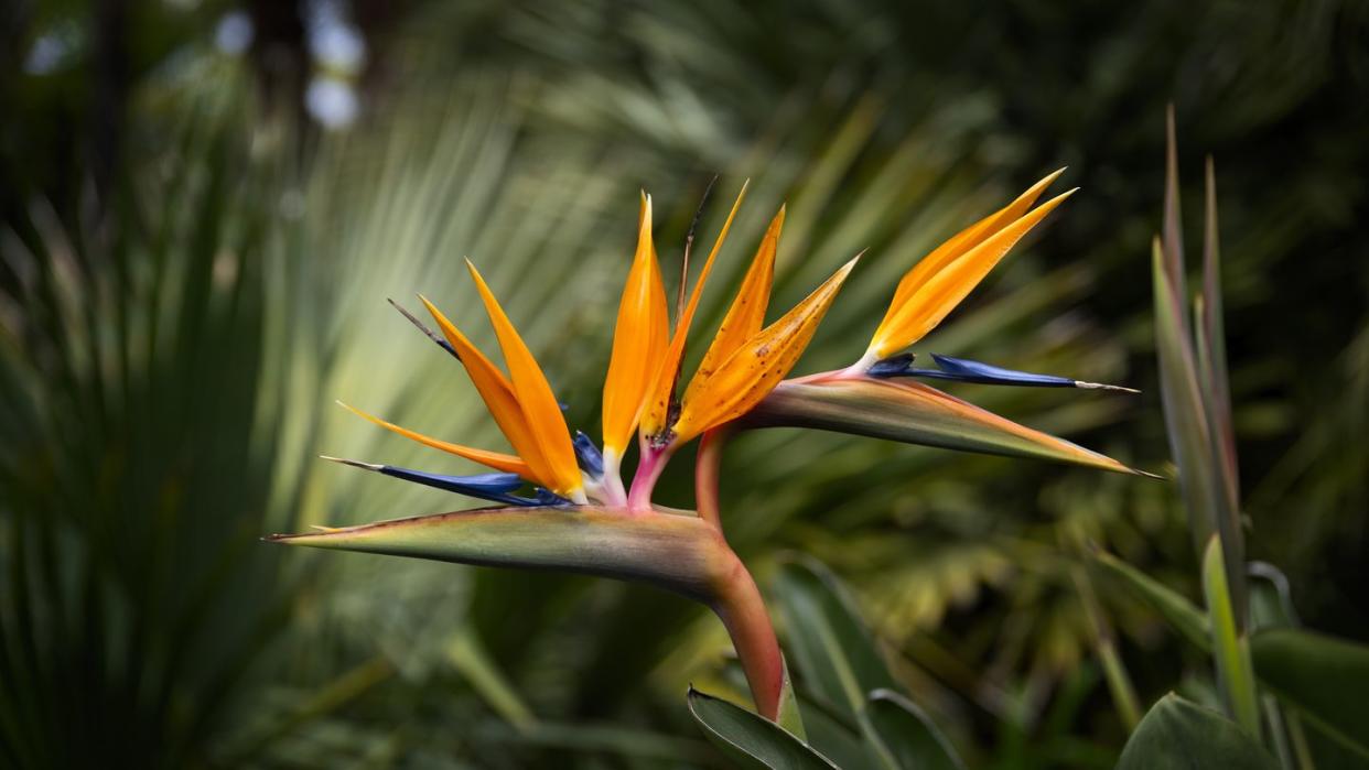 bird of paradise