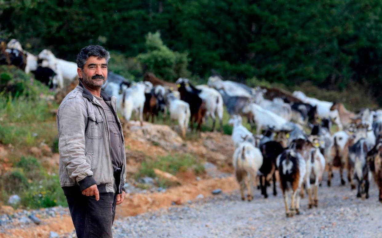 Turkish-Cypriot herder Jamal walks with his goats in Degirmenlik along the mountain of Kyrenia in the self-proclaimed Turkish Republic of Northern Cyprus (TRNC) north of the divided Cypriot capital Nicosia - AFP