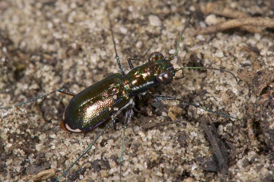 The Miami tiger beetle, which has only been found in rare pine rockland near Zoo Miami in Miami-Dade County, was added to the endangered species list in 2016.