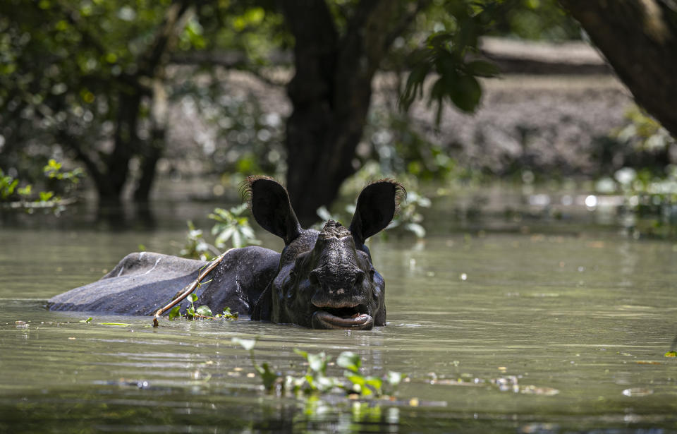 A one horned rhinoceros wades through flood water at the Pobitora wildlife sanctuary in Pobitora, Morigaon district, Assam, India, Thursday, July 16, 2020. Floods and landslides triggered by heavy monsoon rains have killed dozens of people in this northeastern region. The floods also inundated most of Kaziranga National Park, home to an estimated 2,500 rare one-horned rhinos. (AP Photo/Anupam Nath)