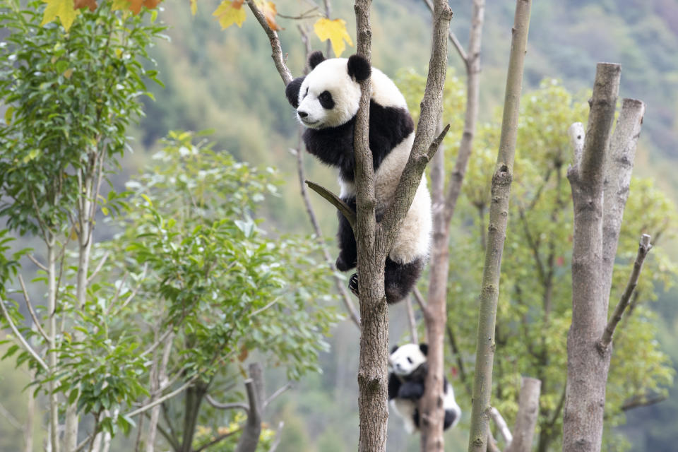 China National Treasure Giant Panda