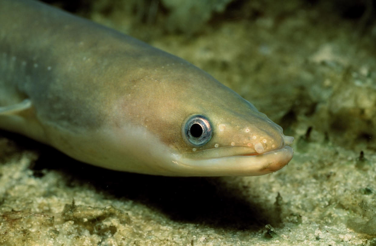 A European eel. (PHOTO: Getty Images)