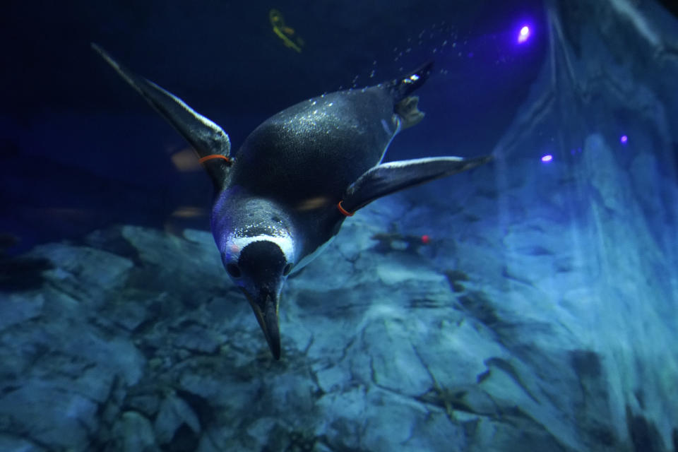 A Gentoo penguin swims at the Polk Penguin Conservation Center at the Detroit Zoo in Royal Oak, Mich., Wednesday, Feb. 16, 2022. The Detroit Zoo's massive penguin center has reopened to the public more than two years after it was shuttered to repair faulty waterproofing. (AP Photo/Paul Sancya)