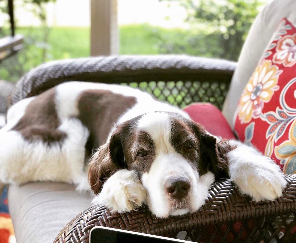 Sweet 'ol Sophie is 13 years old and deaf, but the most adorable pup ever.