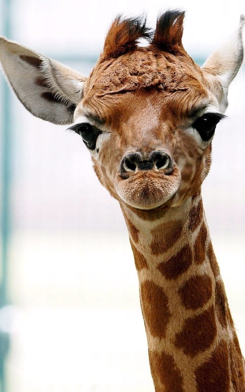 giraffe - Credit: DPA