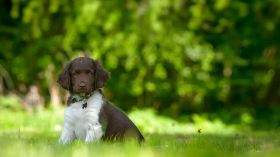 Stabyhoun in grass