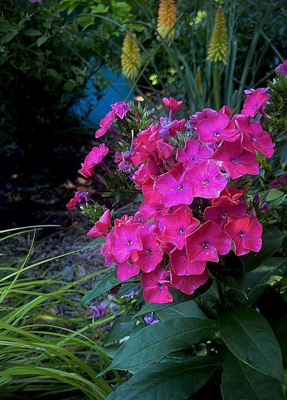 These Luminary Sunset Coral phlox are partnered with Pyromania Blaze kniphofia or torch lily.