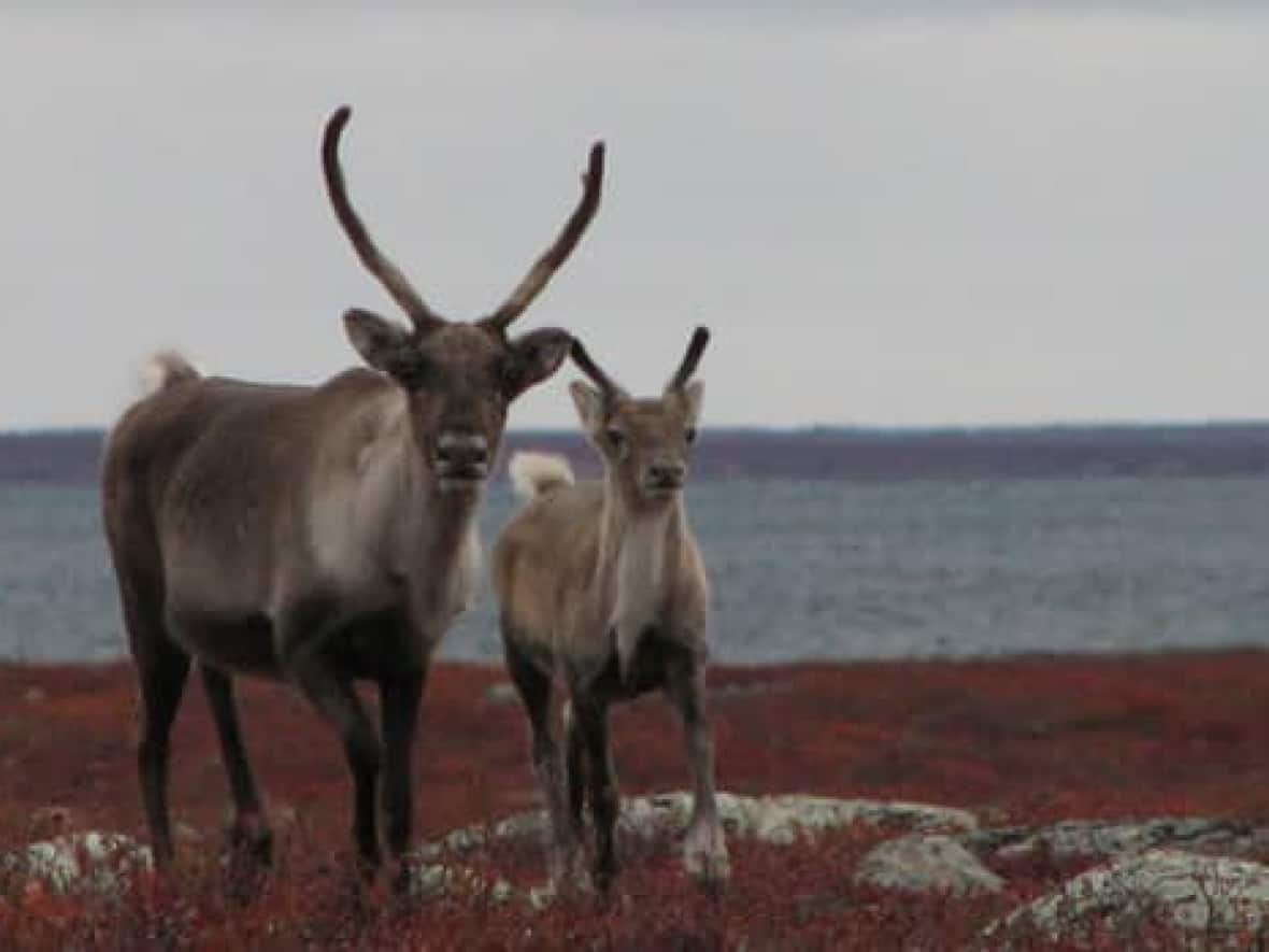 Colville Lake, N.W.T., is challenging a decision by the territory to set a quota on how many Bluenose West caribou can be harvested each year on its traditional territory. ( - image credit)