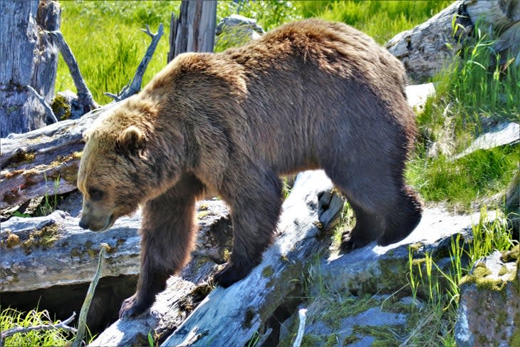 Brown bear at the Alaska Wildlife Conservation Center in Whittier, Alaska