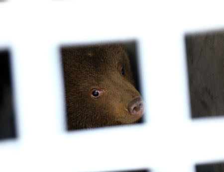 One of the three bear cubs who were found by the Bulgarian authorities in the wild and rescued at the Dancing Bears Park is pictured inside a bus near Belitsa, Bulgaria, May 23, 2018, before their relocation to a bear orphan station in Greece. REUTERS/Stoyan Nenov