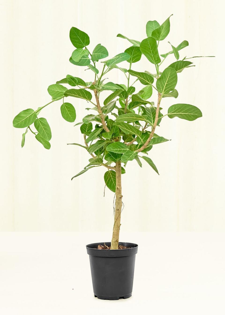 <p><a href="https://heyrooted.com/products/ficus-benghalensis-audrey-large" rel="nofollow noopener" target="_blank" data-ylk="slk:Shop Now;elm:context_link;itc:0;sec:content-canvas" class="link ">Shop Now</a></p><p>Ficus 'Audrey'</p><p>Rooted</p><p>$129.00</p><span class="copyright">Rooted</span>
