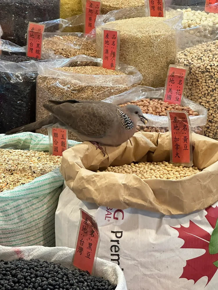 一名網友日前在網路上分享一隻鴿子光天化日之下，公然吃霸王餐的犯罪現場照。翻攝《路上觀察學院》粉絲頁