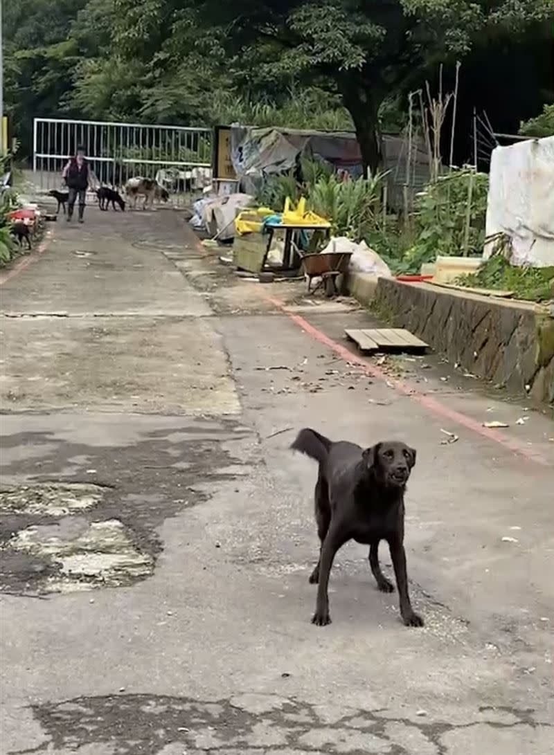  看到有人經過開始狂吠，有些狗甚至作勢咬人。（圖／田姓山友提供）