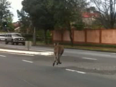 <p>The kangaroo hops up Greenhill Rd.</p>