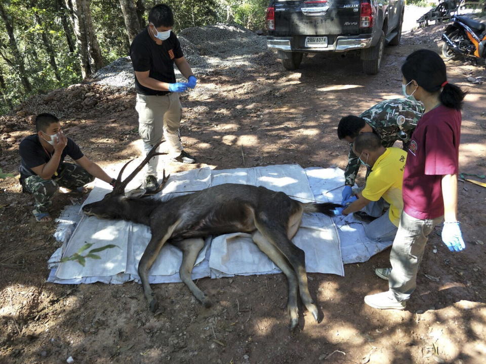 The body of a dead dear was found with plastic bags and underwear in its stomach, in Khun Sathan national park in Nan Province. Source: EPA.