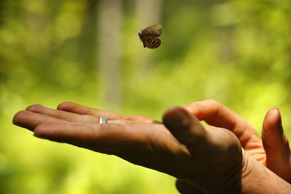 A St. Francis' satyr butterfly is released after it was captured and marked biologist in a swamp at Fort Bragg in North Carolina on Tuesday, July 30, 2019. The endangered butterfly is one of the rarest in the world. (AP Photo/Robert F. Bukaty)