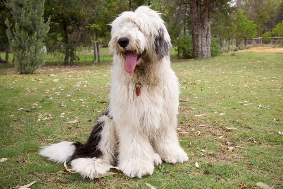 <p>All that fur insulates these herders for their duties out on the farm, but just imagine how cuddly a sweet fluff ball like this would be. Old English Sheepdogs are known for their gentle, agreeable nature. They'd love a mellow day at the house after a long walk. </p><p><strong>Weight: 60-100 pounds</strong></p>