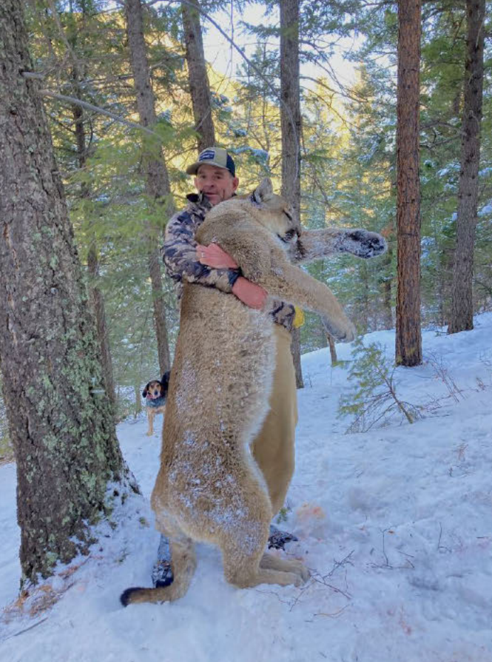 An alleged Capitol rioter, Patrick Montgomery, who was banned from having firearms, shot a mountain lion. He now faces house arrest for violating pre-release conditions.  / Credit: Colorado Parks and Wildlife (CPW)