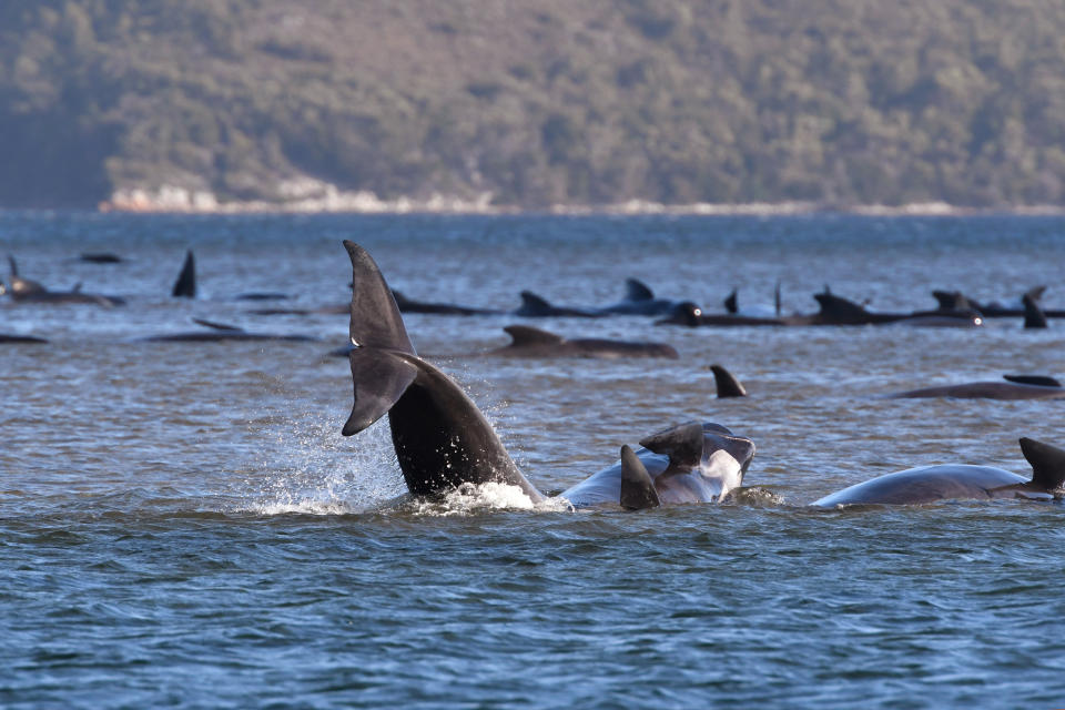 Pilot whales lie stranded on a sand bar near Strahan, Australia, Monday, Sept. 21, 2020. An estimated 250 whales are stuck on sandy shoals and government marine conservation staff have been deployed to the scene to attempt to rescue the whales. (Brodie Weeding/Pool Photo via AP)