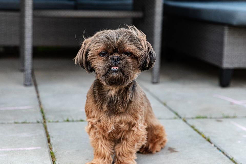 brussels griffon stands outdoors in summer, looks at the camera and shows tongue smallest dog breeds