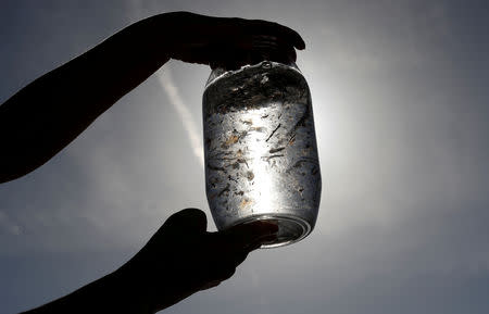 FILE PHOTO: Maria-Luiza Pedrotti, CNRS marine biologist specialised in microplastics, looks at sea sample taken from the Mediterraneean Sea on a coastal research vessel as part of a scientific study about microplastics damaging marine ecosystems, near Villefranche-Sur-Mer, on the French Riviera, France, October 19, 2018. REUTERS/Eric Gaillard/File Photo