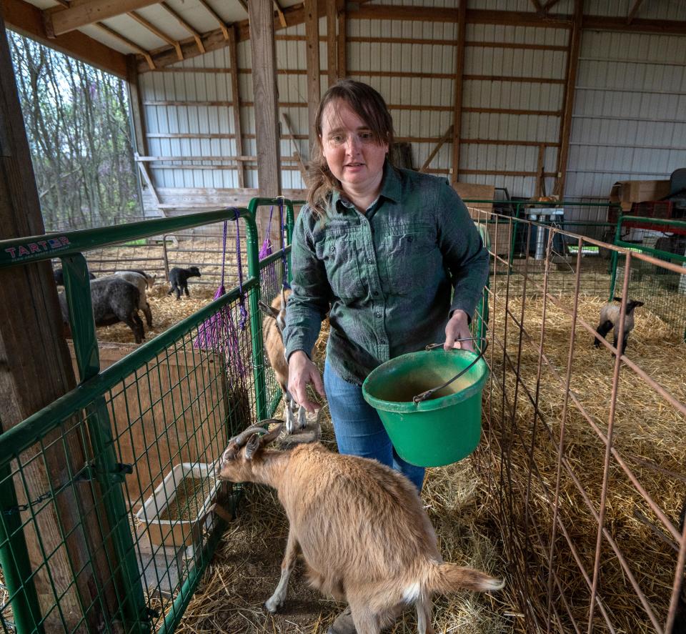 Elise Koning feeds animals on the family farm in Tangier that she runs with her husband. They raise sheep, goats, llamas and Christmas trees.