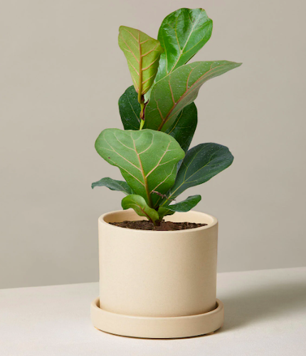 Fiddle Leaf Fig