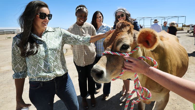 Salt Lake County Council member Dea Theodore pets a heifer at Nye Dairy as the Millard County Farm Bureau hosts a tour of alfalfa farms, water improvements and a dairy to showcase local agriculture in Delta on Wednesday, Sept. 6, 2023.