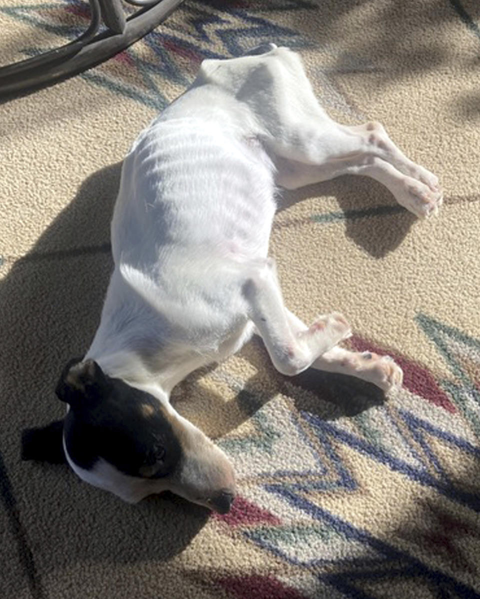 This image provided by Dana Holby shows her Jack Russell terrier Finney on Tuesday, Oct. 31, 2023, in Pagosa Springs, Colo., shortly after returning from the mountains. Finney survived, losing half her body weight, after spending more than 10 weeks by the side of her owner, Rich Moore, who died of hypothermia while hiking in the Colorado mountains. (Dana Holby via AP)