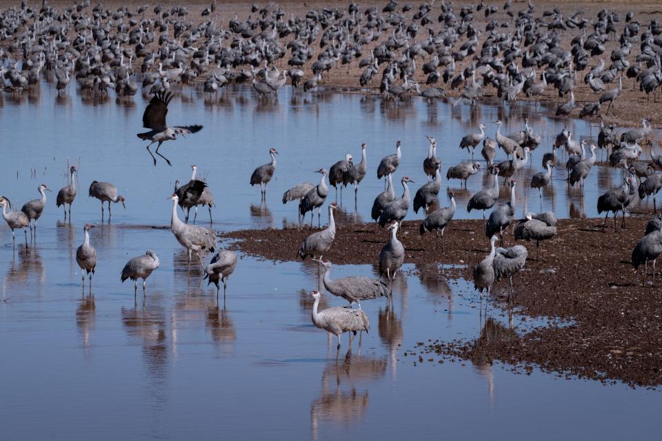 Sandhill Cranes, January 29, 2022, at the Whitewater Draw Wildlife Area, McNeal, Arizona.