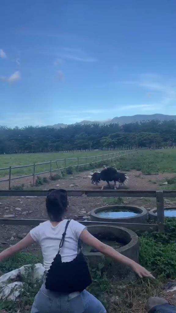 配對成功！正妹嗨跳「求偶舞」獲回應　網見對象笑翻：跨越品種的真愛