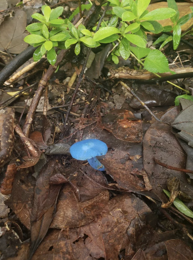 A blue mushroom