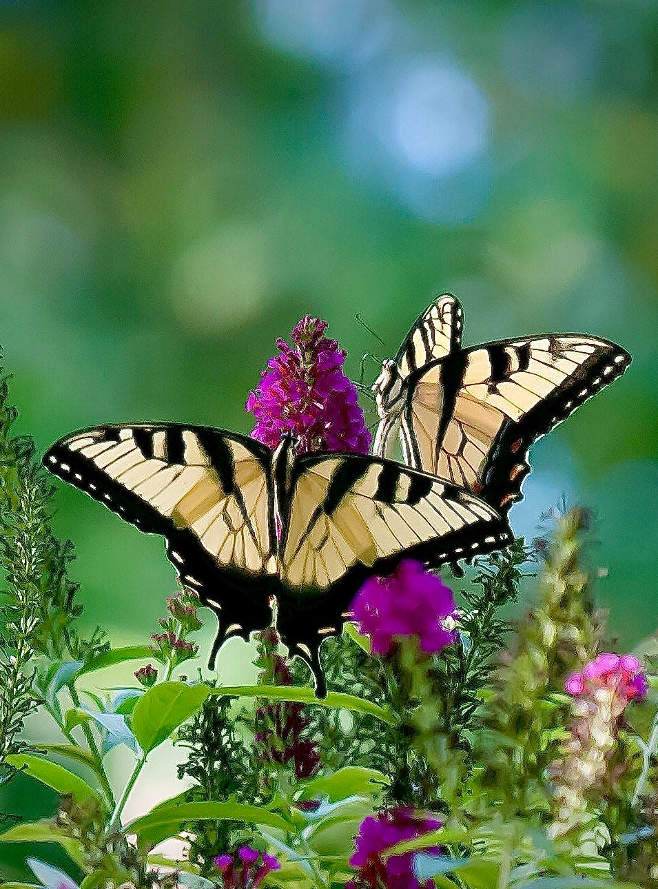 Miss Molly butterfly bush is not only certified non-invasive but has beautiful orchid-colored blossoms and a perfect 6-foot habit. It is magical when it comes to attracting butterflies.