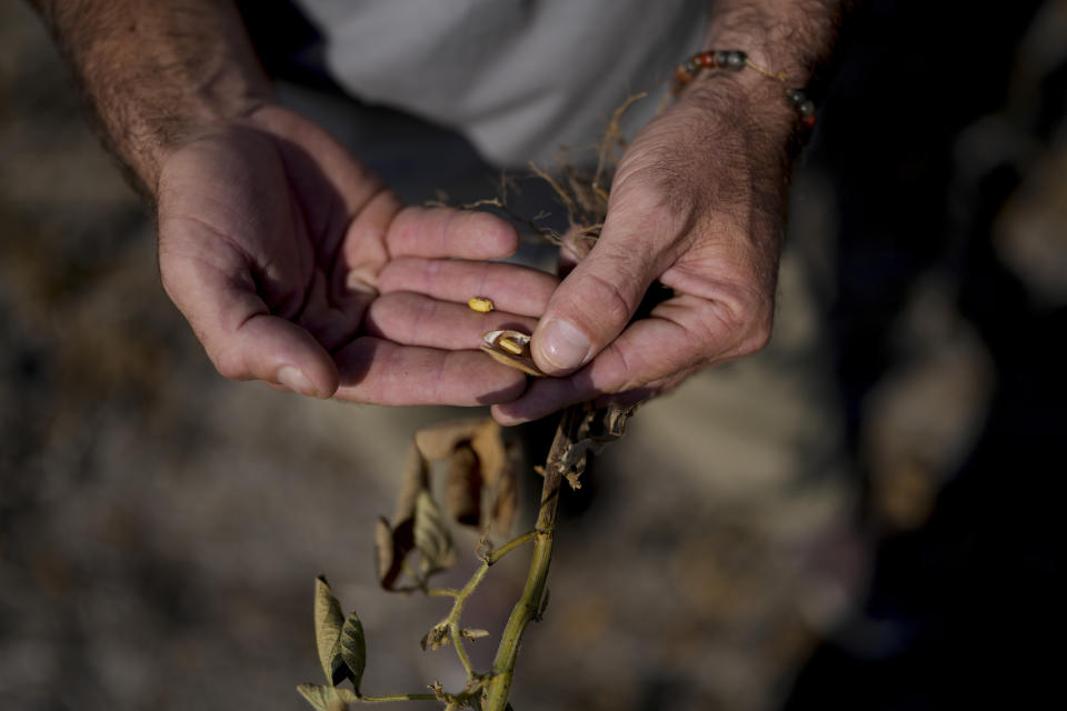 Agronomist engineer Guillermo Lionel Cuitino shows a soybean plant ruined by drought in Pergamino, Argentina, Monday, March 20, 2023. (AP Photo/Natacha Pisarenko)