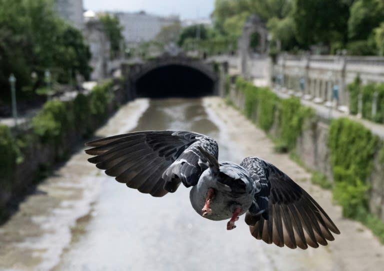 Zustimmung im hessischen Limburg für eine umstrittene Praxis zur Bekämpfung der hohen Taubenpopulation: Bei einem Bürgerentscheid stimmten die Wähler am Sonntag dafür, einen Teil der Vögel in der Stadt per Genickbruch töten zu lassen. (Joe Klamar)