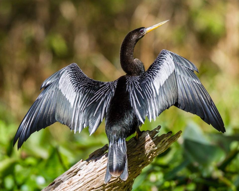Anhingas are among bird species that use gular fluttering to cool down.