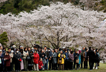 Royal aficionado Fumiko Shirataki, 78, her friends and well-wishers wait for arrival of Japan's Emperor Akihito and Empress Michiko in front of cherry blossoms in full bloom at Kodomonokuni in Yokohama, south of Tokyo, Japan, April 12, 2019. REUTERS/Issei Kato