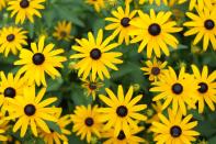 <p><a href="https://statesymbolsusa.org/symbol-official-item/maryland/state-flower/black-eyed-susan" rel="nofollow noopener" target="_blank" data-ylk="slk:Marylanders;elm:context_link;itc:0;sec:content-canvas" class="link ">Marylanders</a> can stare into the eyes of the black-eyed susan all day. Bright, yellow petals and long, green stems. It's a thing of beauty.</p>