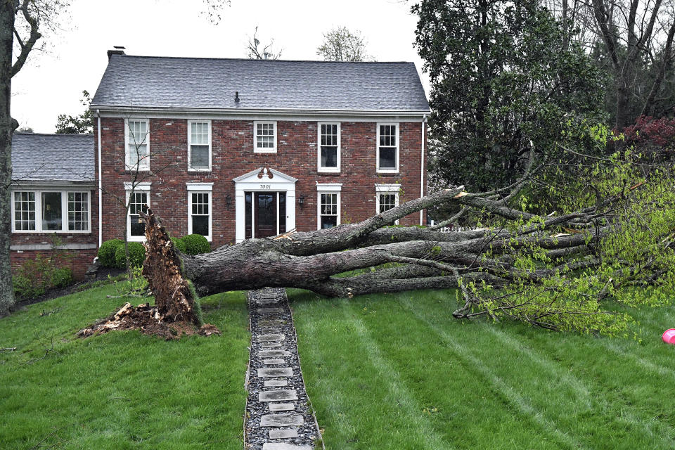 A large tree lays across the front yard of a house in the Hunting Creek neighborhood in Prospect, Ky., Tuesday, April 2, 2024. Severe storms passed through the area uprooting trees and cutting power to many areas. (AP Photo/Timothy D. Easley)