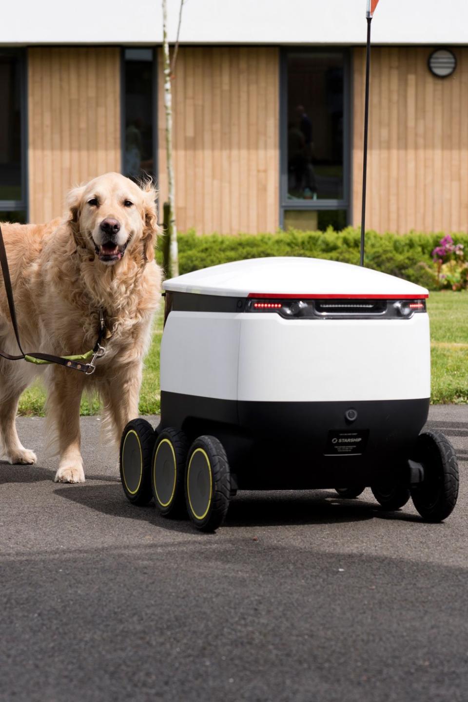 A guide dog interacting with a Starship robot (Starships Technologies)