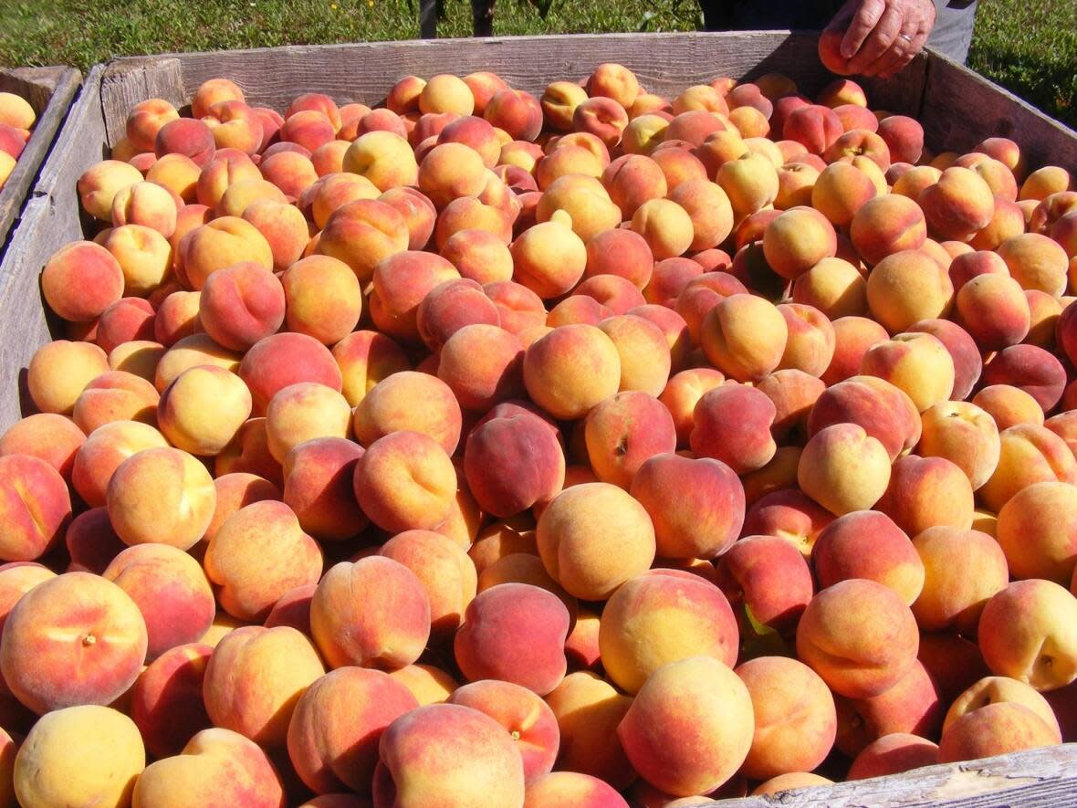 Some stone fruit crops, including peaches, nectarines and plums, have been lost after a cold snap in February, says an industry spokesperson. (Arlington Orchards/Facebook - image credit)